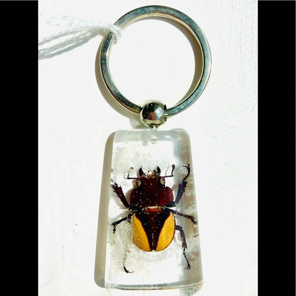 Natural beetle in acrylic resin keychain
